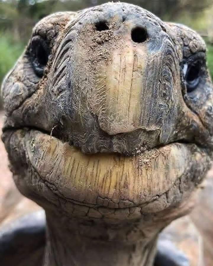 CuoreIschitano's tweet photo. Un primo piano di Jonathan..la tartaruga 🐢 gigante delle Seychelles..con i suoi 193 anni è considerato l'animale terrestre più vecchio al mondo..È nato presumibilmente nel 1832 e vive sull'isola di Sant'Elena..😍😍😍 https://t.co/EtPO26b2sH