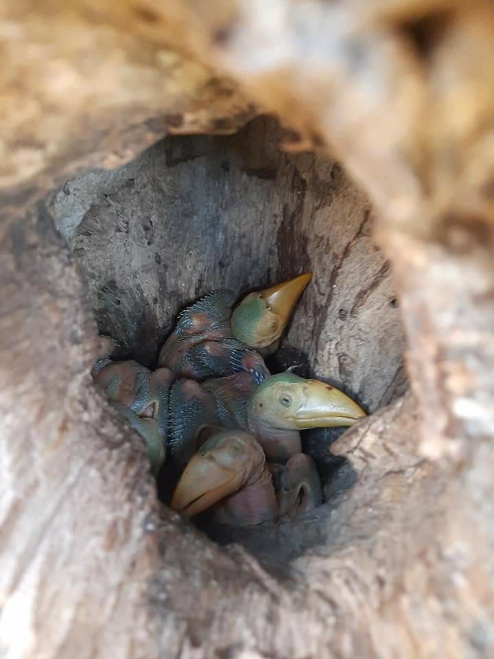 natural77384672's tweet photo. Newborn toucan chicks https://t.co/P9K8o2pJ6L