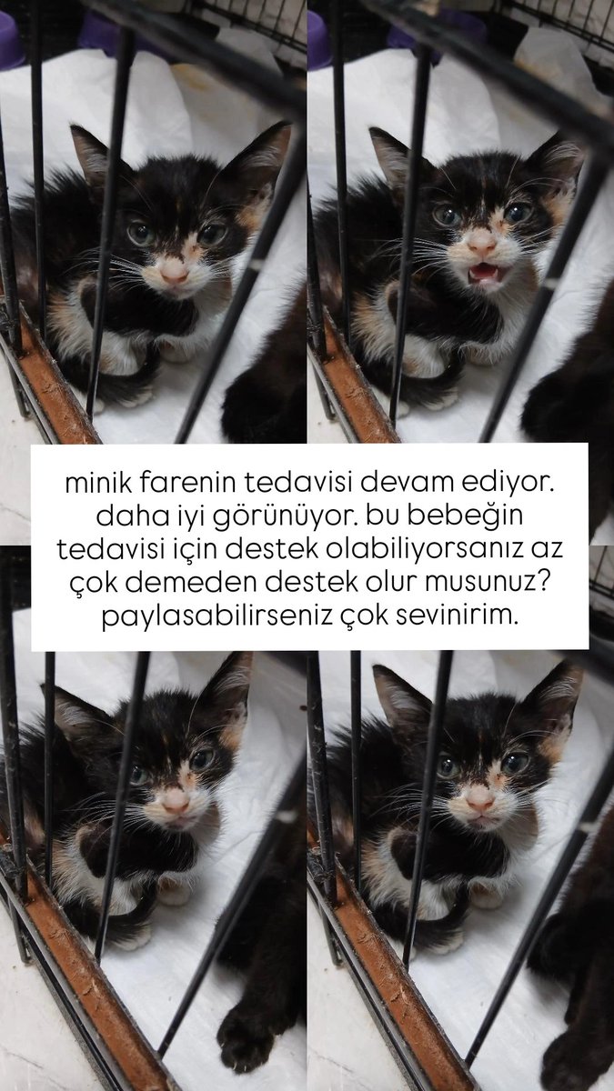 hayvandanyana's tweet photo. lutfen destek olur musunuz paylasir misiniz https://t.co/eBCzoqM9O0