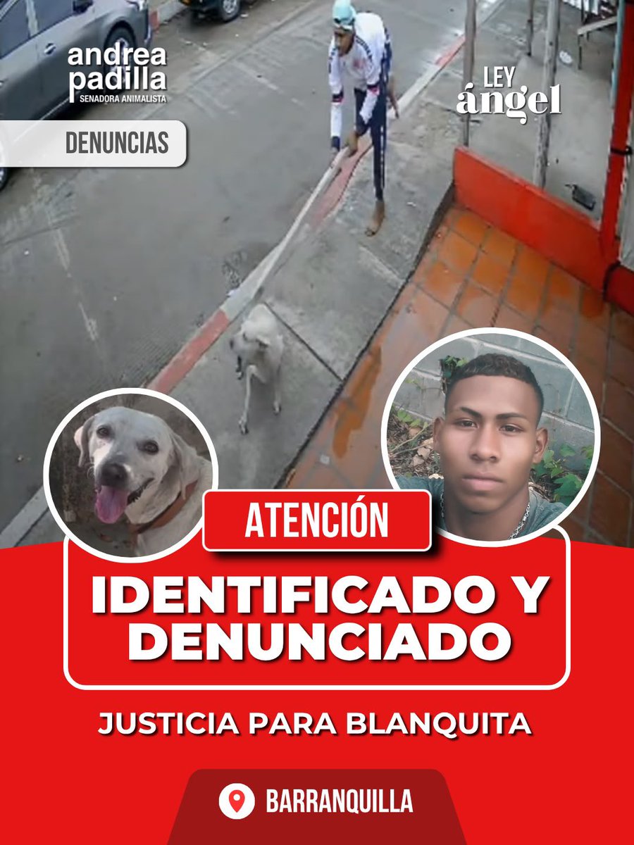 andreanimalidad's tweet photo. 📍Barranquilla
#JusticiaParaBlanquita 

✅ Ayer no se conocía la identidad del hampón; hoy ya está identificado y hay denuncia formal contra él por el delito de lesiones graves y agravadas, causadas a Blanquita #LeyAngel 🪽⚖️

❤️ Gracias a las rescatistas y al equipo veterinario, Blanquita se está recuperando, pese a gravedad de las heridas causadas con machete. Según vecinos del sector, no es la primera agresión de este desadaptado a un animal.  

⚖️🪽 La directora de  directora de Alegato Juristas, Juliana Franco, está acompañando personalmente el proceso legal! 

🫂Gracias a nuestras compañeras proteccionistas de Barranquilla y a la comunidad! ⭕️ Le pedimos a la @FiscaliaCol actuar con celeridad #LeyAngel 

❗️Este malandro es un peligro para todos❗️@ABDELAESPRIELLA