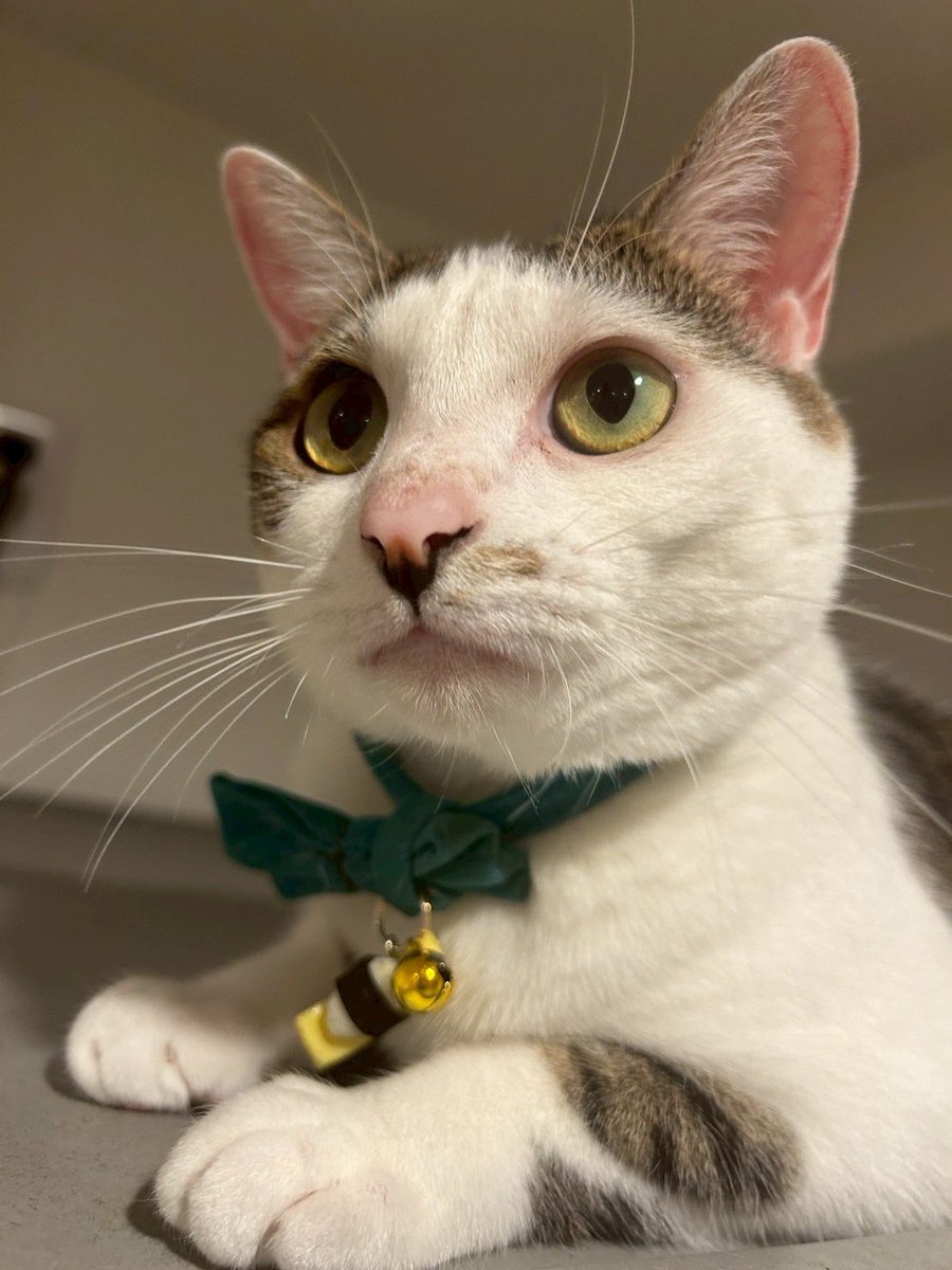 Bono_spla's tweet photo. うちの愛猫ふふちゃんです https://t.co/dbV6GDmDKi