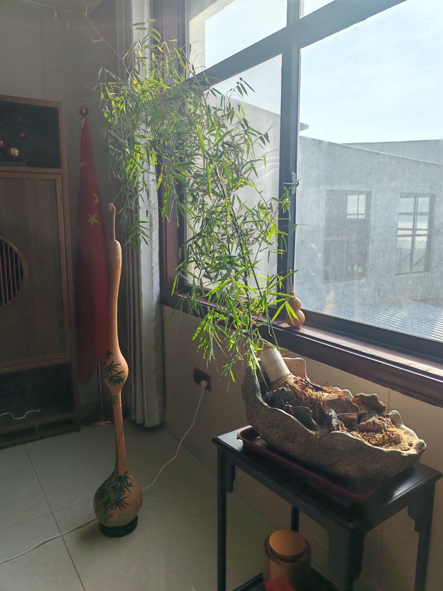 chertamTj's tweet photo. [My tiny balcony now has 3 potted herbs! Feeding myself fresh basil for pasta tonight — small wins hit different ]， https://t.co/0jQxie0Y53