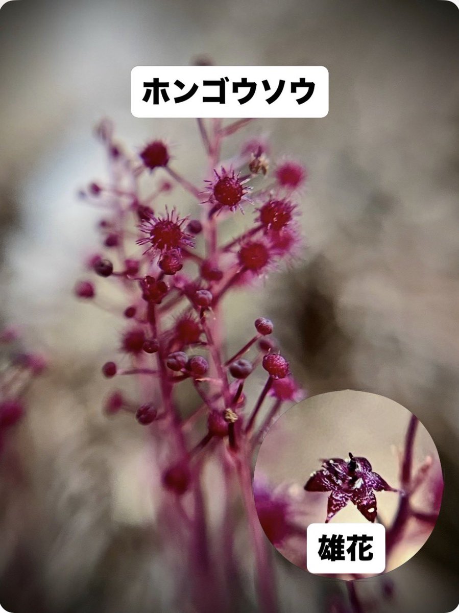 sanyasokun's tweet photo. 『僕が見た腐生植物 大特集』
みなさん、「腐生植物」って知っていますか？
腐生植物とは、自分ではほとんど光合成をせず、菌類から栄養をもらって生きている植物です。
僕は、そんな腐生植物も大好きです！
好きな理由の一つは、とにかく見た目が変わっているからです！ https://t.co/Hvd2qaDPEH