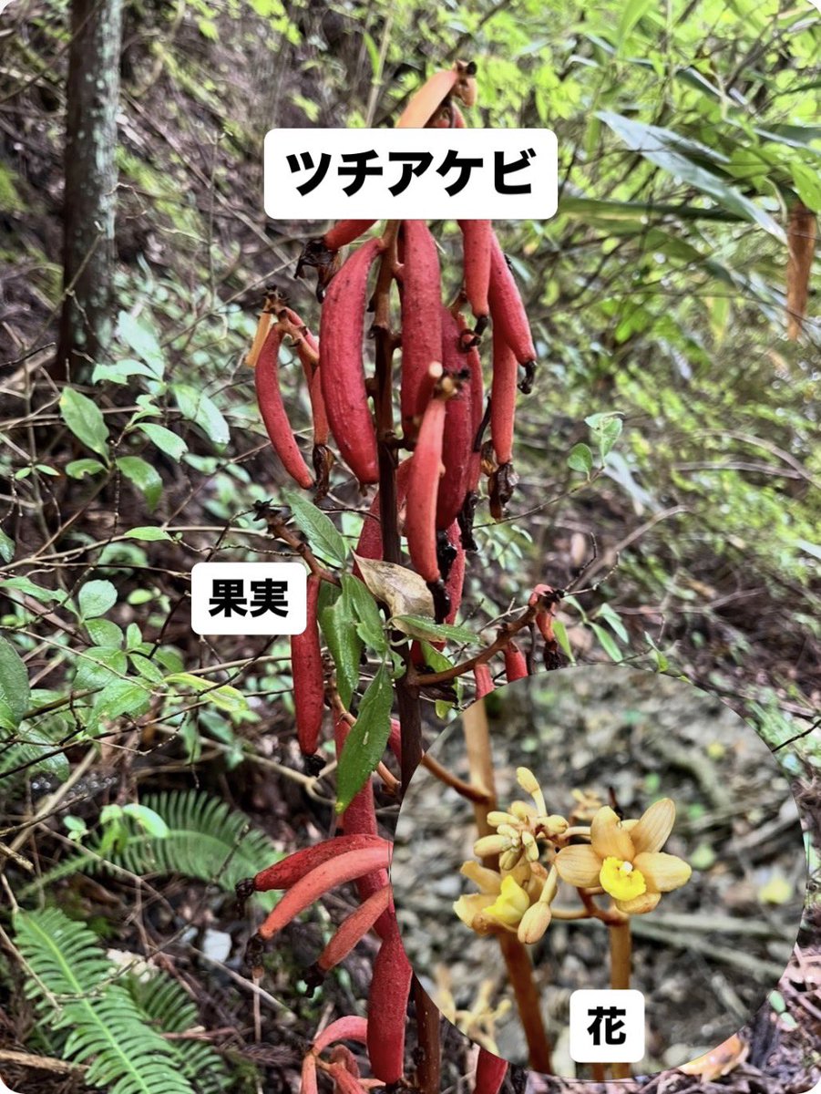 sanyasokun's tweet photo. 『僕が見た腐生植物 大特集』
みなさん、「腐生植物」って知っていますか？
腐生植物とは、自分ではほとんど光合成をせず、菌類から栄養をもらって生きている植物です。
僕は、そんな腐生植物も大好きです！
好きな理由の一つは、とにかく見た目が変わっているからです！ https://t.co/Hvd2qaDPEH