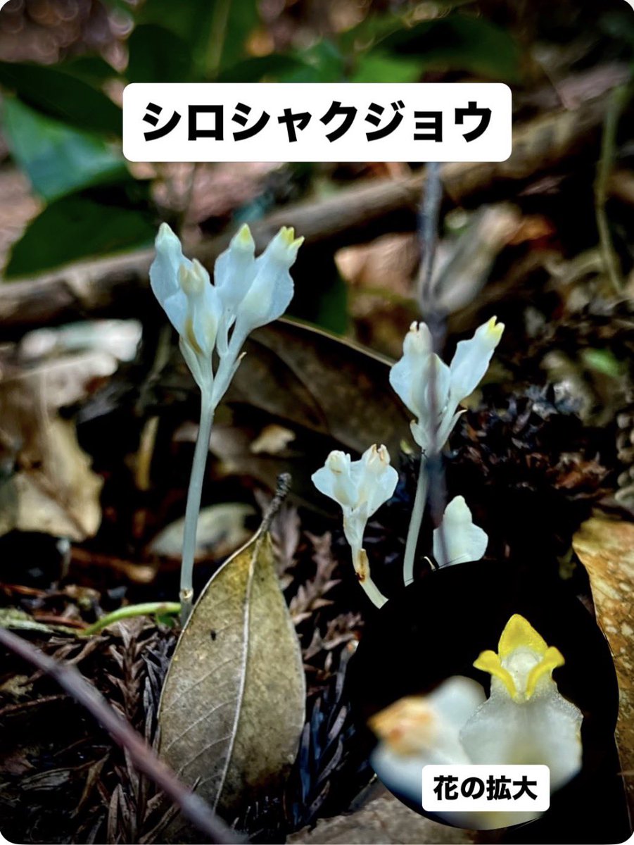 sanyasokun's tweet photo. 『僕が見た腐生植物 大特集』
みなさん、「腐生植物」って知っていますか？
腐生植物とは、自分ではほとんど光合成をせず、菌類から栄養をもらって生きている植物です。
僕は、そんな腐生植物も大好きです！
好きな理由の一つは、とにかく見た目が変わっているからです！ https://t.co/Hvd2qaDPEH