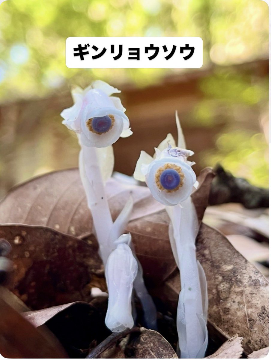 sanyasokun's tweet photo. 『僕が見た腐生植物 大特集』
みなさん、「腐生植物」って知っていますか？
腐生植物とは、自分ではほとんど光合成をせず、菌類から栄養をもらって生きている植物です。
僕は、そんな腐生植物も大好きです！
好きな理由の一つは、とにかく見た目が変わっているからです！ https://t.co/Hvd2qaDPEH