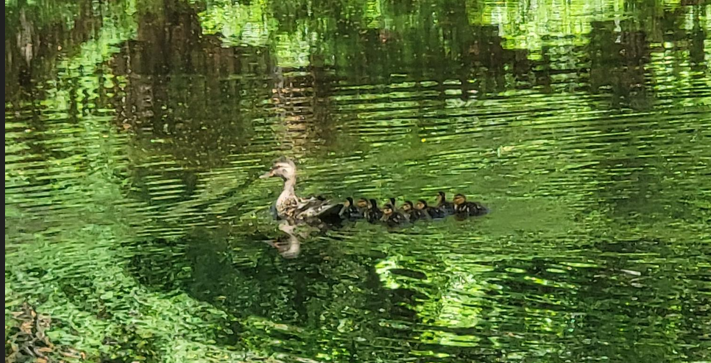 BrightView's tweet photo. While servicing a customer in New Hampshire, our team jumped into action to rescue nine ducklings trapped in a storm drain. Using a homemade basket crafted from a milk crate and trimmer line, they reunited the entire family with mom. https://t.co/SohVaW97Qm https://t.co/RnCPZ6kVWd