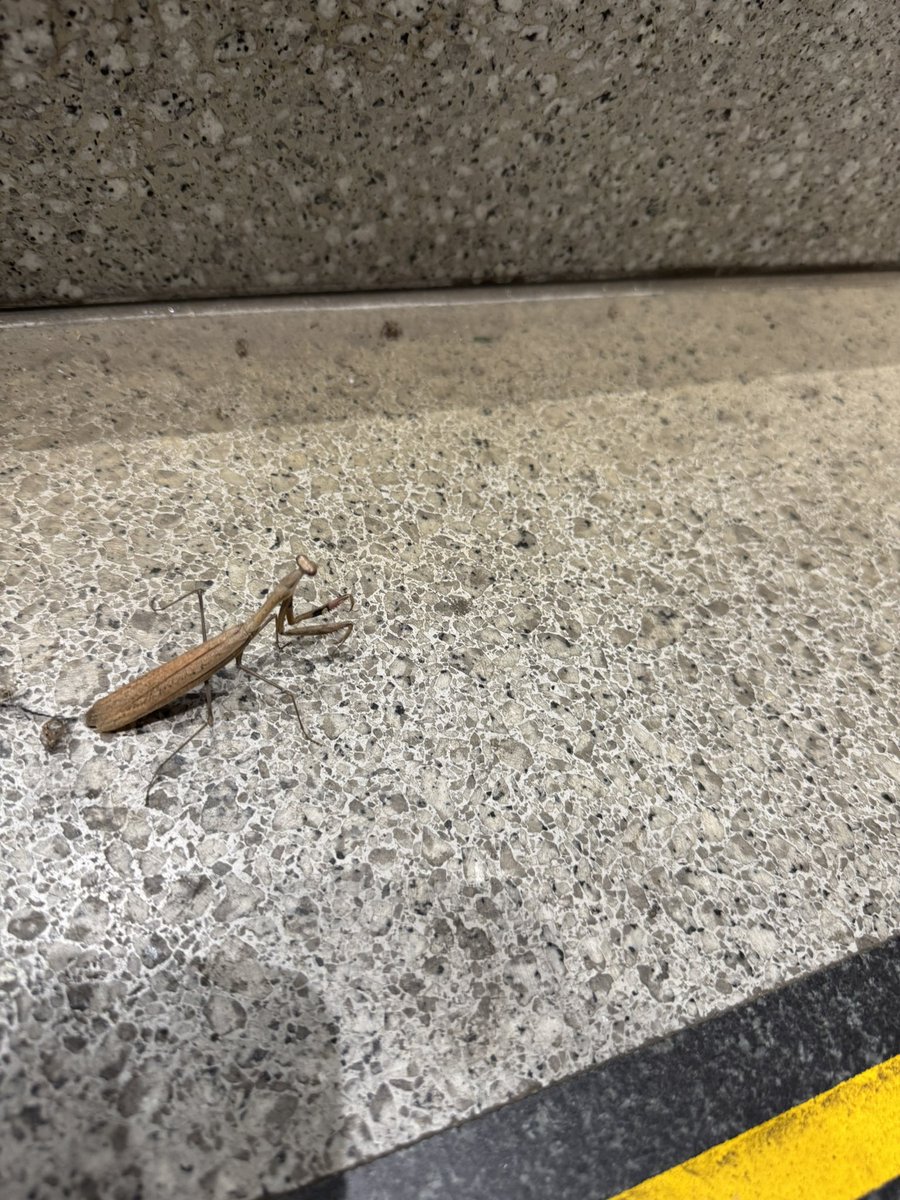 utuki0406's tweet photo. ご立派なカブトムシとカマキリ

この歳になってもカブトムシ見るとテンション上がるよね〜

つよさ120
ぱー✋
究極必殺技スーパートルネードスロー！ https://t.co/UyaxYcFG7R