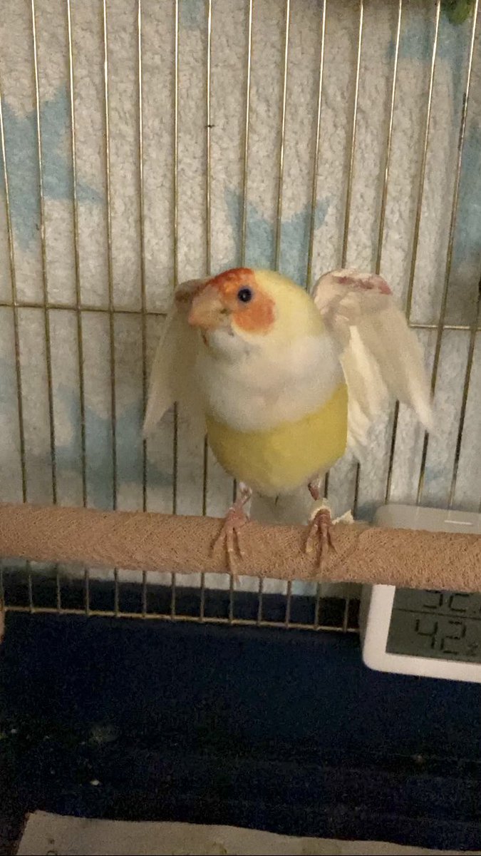 puffer_birds's tweet photo. 🎀 わきのした  だよ https://t.co/U363MvSMUD