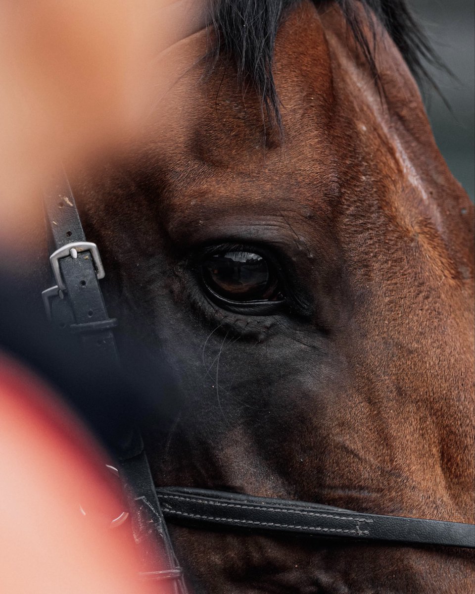 ev_snaps's tweet photo. Focusing on the finer details 🔍

#photography #canon #canonphotography #horseracing https://t.co/4cQU2EnDjq
