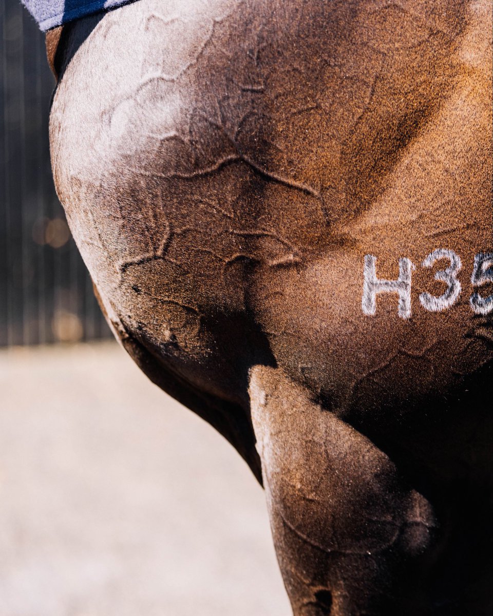 ev_snaps's tweet photo. Focusing on the finer details 🔍

#photography #canon #canonphotography #horseracing https://t.co/4cQU2EnDjq