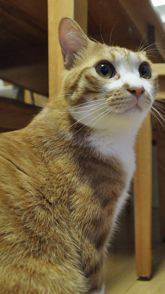cq84136's tweet photo. 今日の写真練習ー🐈 https://t.co/grfjEGYfEB