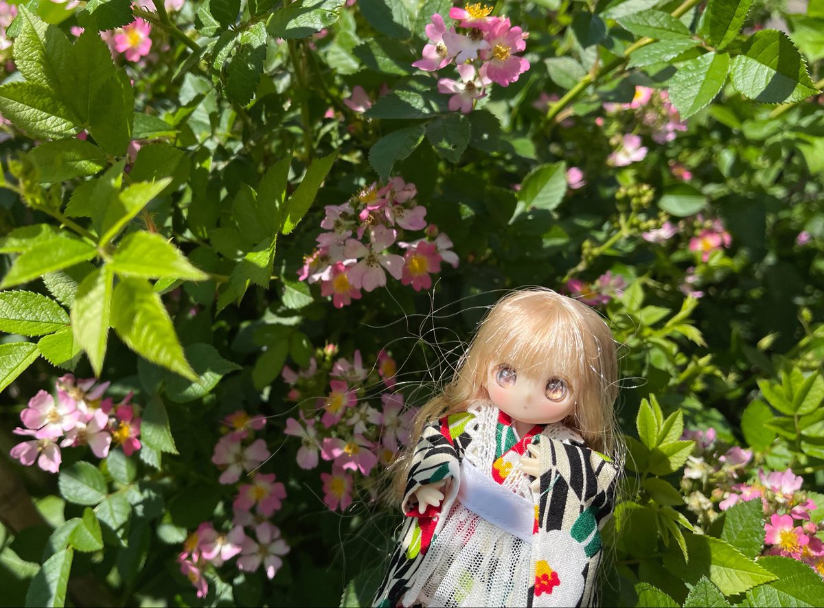 ginsahariko's tweet photo. 暑さ寒さも彼岸まで、でもまだまだ暑すぎて散歩が楽しめない。
5月に見つけたピンク色の野薔薇かな？
#うちの子かわいい
#シュガーカップス
#花と妖精に癒されたい https://t.co/s8tJnoT5M3