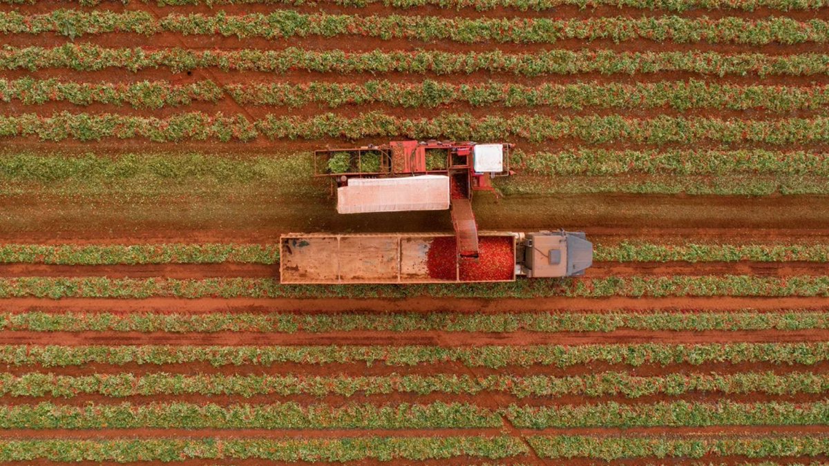 foodforum_br's tweet photo. Nem todo tomate serve para molho. A Fugini revela os critérios — Brix, maturação, cor — que definem o fruto ideal para processamento e como isso afeta sabor, textura e rendimento dos atomatados.
https://t.co/PTciPuQHZO
#Fugini #MolhoDeTomate #IndustriaDeAlimentos #CleanLabel https://t.co/QEDQENwVX3