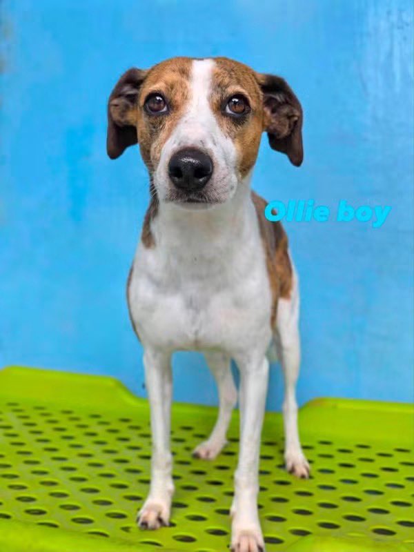GalgosdelSol's tweet photo. Yes, we are a Spanish rescue 🇪🇸but just to remind you, from time to time, we also help our friends in China @CandyCaneRescue with some of their dogs, just as they help us with some of ours over in the UK. 
It’s a wonderful chain of teamwork and rescue 
❤️
Little Italia, the whippet-type dog we showed you yesterday, has already been reserved! 🥹❤️
We have received so many emails about little Italia that, unfortunately, we simply cannot answer them all individually. 
We really hope you see this message and understand.
The good news is that we have more whippet-type dogs arriving soon. They won’t be as tiny as Italia, but they will be around 12–14 kg.
So please keep an eye out for our new arrivals, coming very soon. 
And if you would still like to adopt another dog from Galgos del Sol, please feel free to reapply 🐾❤️
Once again, we are so sorry that we cannot reply to every email. There have simply been so many applications and messages for little Italia. 
Thank you so much for your understanding and for caring about these dogs.