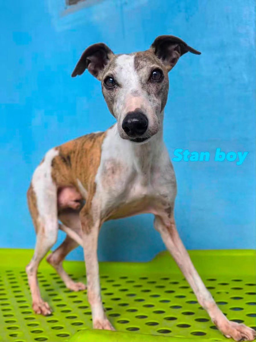 GalgosdelSol's tweet photo. Yes, we are a Spanish rescue 🇪🇸but just to remind you, from time to time, we also help our friends in China @CandyCaneRescue with some of their dogs, just as they help us with some of ours over in the UK. 
It’s a wonderful chain of teamwork and rescue 
❤️
Little Italia, the whippet-type dog we showed you yesterday, has already been reserved! 🥹❤️
We have received so many emails about little Italia that, unfortunately, we simply cannot answer them all individually. 
We really hope you see this message and understand.
The good news is that we have more whippet-type dogs arriving soon. They won’t be as tiny as Italia, but they will be around 12–14 kg.
So please keep an eye out for our new arrivals, coming very soon. 
And if you would still like to adopt another dog from Galgos del Sol, please feel free to reapply 🐾❤️
Once again, we are so sorry that we cannot reply to every email. There have simply been so many applications and messages for little Italia. 
Thank you so much for your understanding and for caring about these dogs.