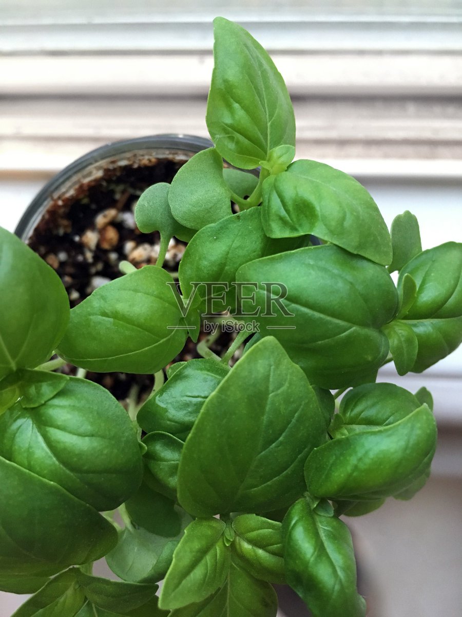 Edgar87729102's tweet photo. Waking up to my balcony herbs flourishing in June—from empty pots last winter to fresh basil/mint for daily tea u0026 pasta. Small growth = big joy. https://t.co/d76BAOCoL1