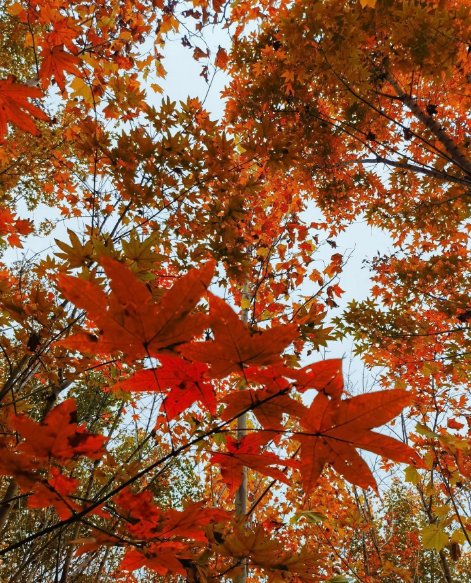 bilbobag10's tweet photo. Warm sunshine, fresh breeze, and autumn leaves crunching underfoot—perfect weekend vibes! https://t.co/P9YRYx34Rz
