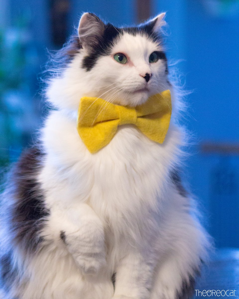 TheOreoCat's tweet photo. "Happiness comes from inside of you. It can also come from the inside of a lasagna." ~ Oreo 🍽️

#BitesFromBeyond https://t.co/G3QhUJdf5C