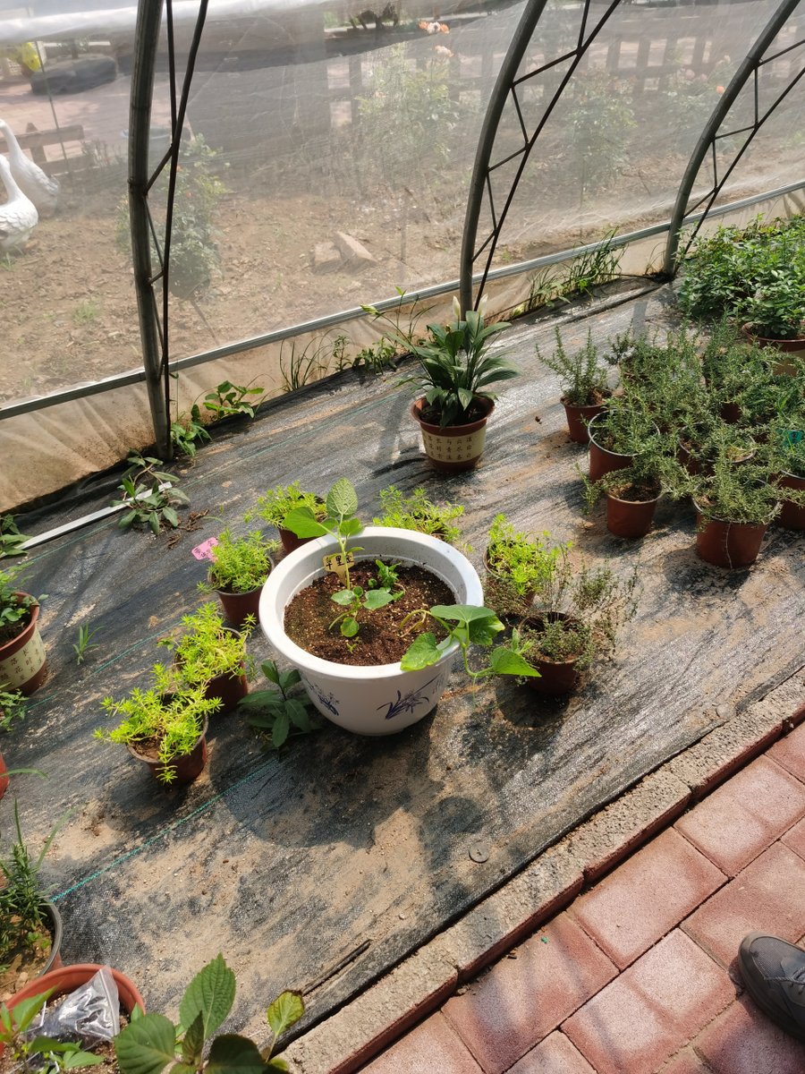 snyder74829's tweet photo. [Just finished converting my old balcony into a tiny herb garden — morning coffee now has fresh basil! Small changes = big daily joys ]， https://t.co/Nn0MXVw7Pg