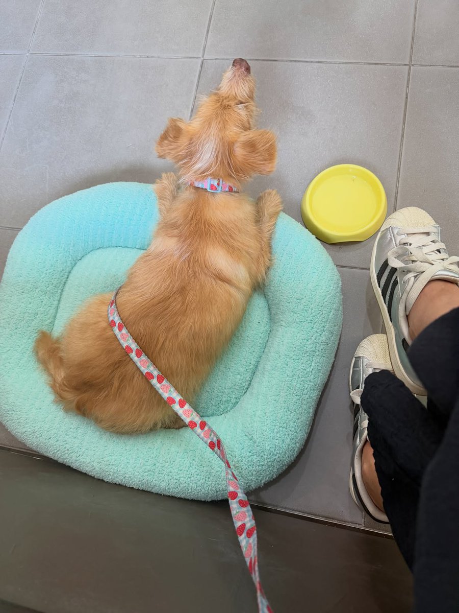 wearehappydoggo's tweet photo. Talk about a transformation! 

When Dolly first came to us, she was broken, hairless, and fighting just to survive. Now? She is a fully fluffy, pampered girl who gets her very own plush bed when she goes out for coffee with her mum! ☕️

Going from the worst start in life to being the most spoiled girl in the cafe... this is exactly the kind of ending every rescue dog deserves.