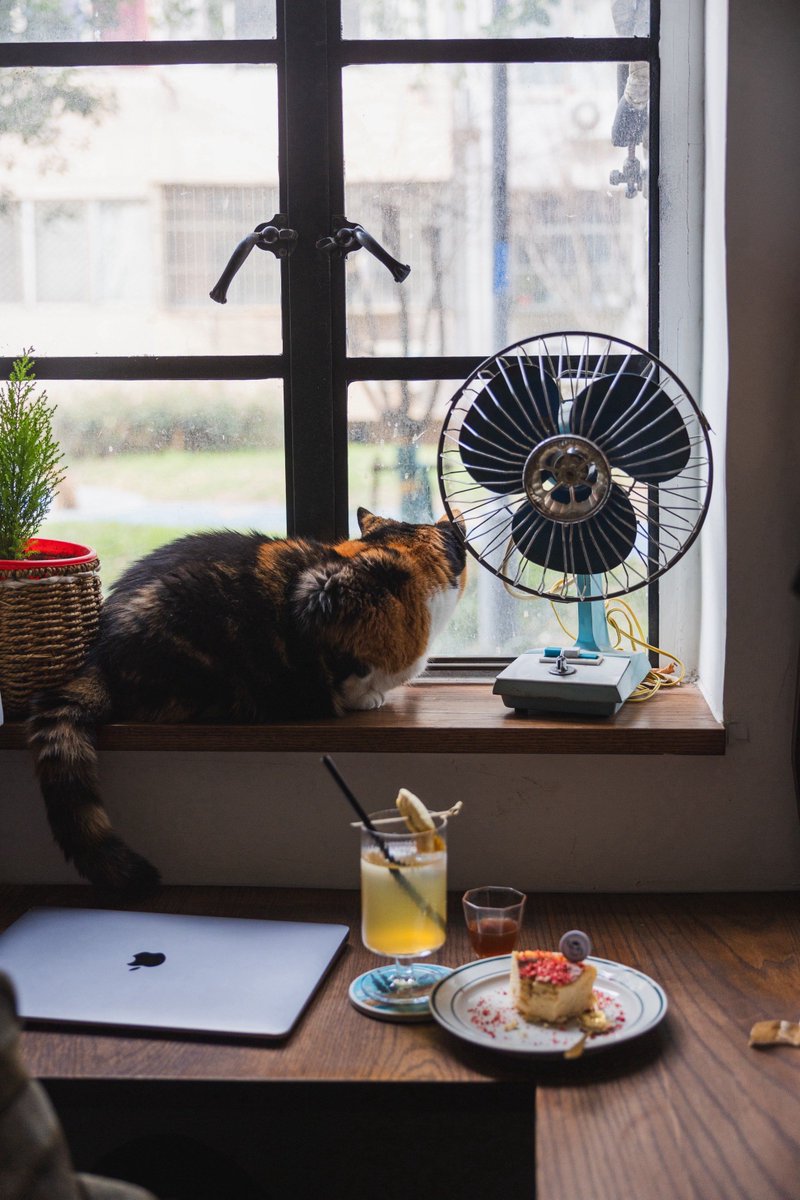 firststar5's tweet photo. Cozy Sunday vibes just hit different—sipping warm tea while my cat naps on the windowsill by the golden afternoon light. No plans, just quiet little joys that make home feel like everything.， https://t.co/IWRSG588Uz