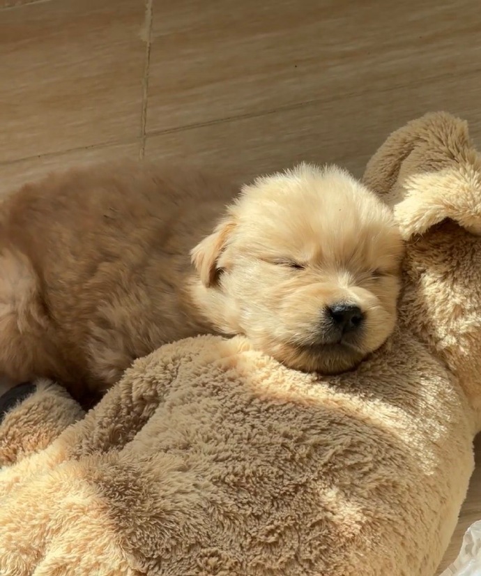 Jaowka5's tweet photo. My golden retriever’s sleepy head on my lap is the best stress relief after a long workday  Dog days really are the best days. https://t.co/YjBaCPxN6z