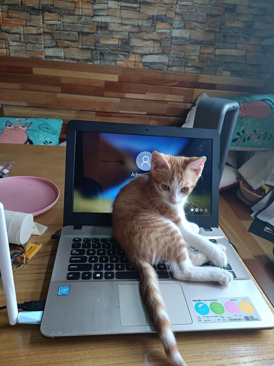 ooooooo82172006's tweet photo. Just caught the office cat napping on my keyboard – perfect timing for a 2-minute coffee break. No work emails today, I swear. https://t.co/gDCRm361Zi