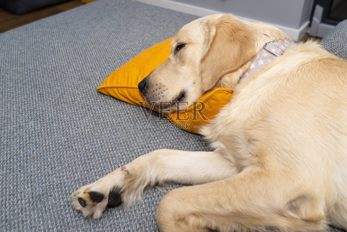 RUSSELBLACK7's tweet photo. My golden retriever’s cozy snuggle on the couch just made this rainy afternoon infinitely better. Best vibe ever! https://t.co/9Ot34poM5i