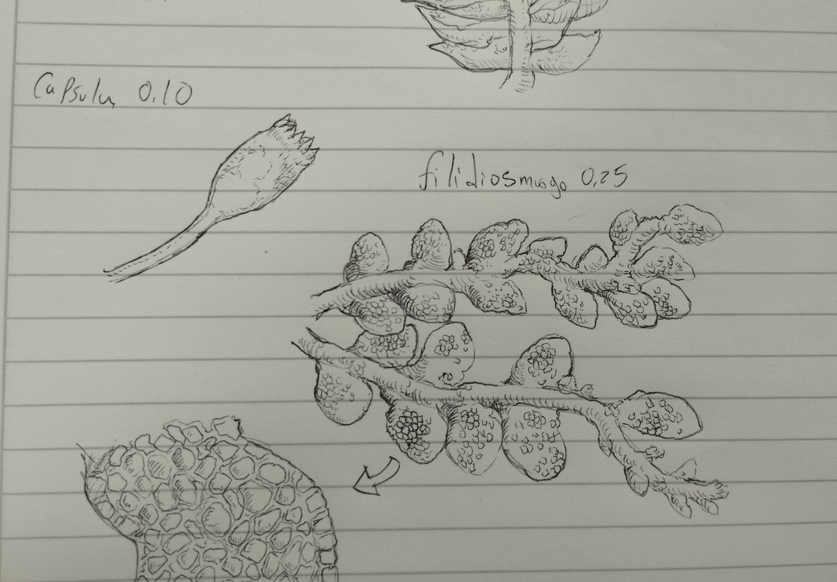 dungeon_corpse's tweet photo. Botanic lab notes https://t.co/5tJgBOuPji