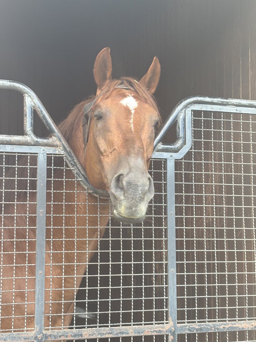 sametokaiuno's tweet photo. リッキーさんがこんなに顔出ししてくれたの初めてだ※見学方法は競走馬のふるさと案内所参照 #コパノリッキー https://t.co/DQinRs69zM