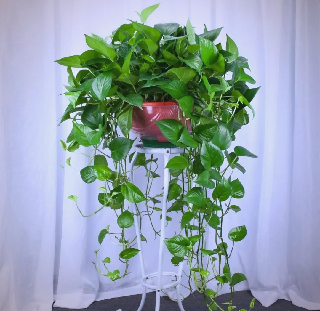 jcorrio1779's tweet photo. Just finished my custom macramé plant hanger—no fancy tools needed! String + a few knots = the perfect home for my pothos  #DIYCrafts， https://t.co/rrZ22ZPR8p