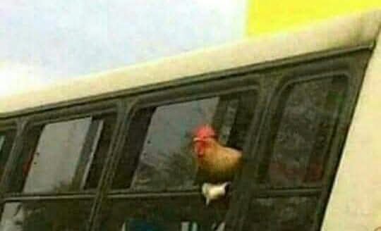 beutymapi27's tweet photo. Quiero funar a este gallo, venía sin ropa en la micro y mostrando el pico por la ventana. SI LO VEN ¡SÁQUENLE LA CRESTA! https://t.co/S4gynf7KHt