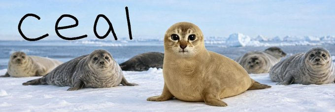 Ni99errrr's tweet photo. Think I just found the next meowl....

This 'cat+seal' animal is blowing up, ITS A "CEAL"

Literally sounds the same as seal too this is GENNY!!! https://t.co/lmQiBr7Luu