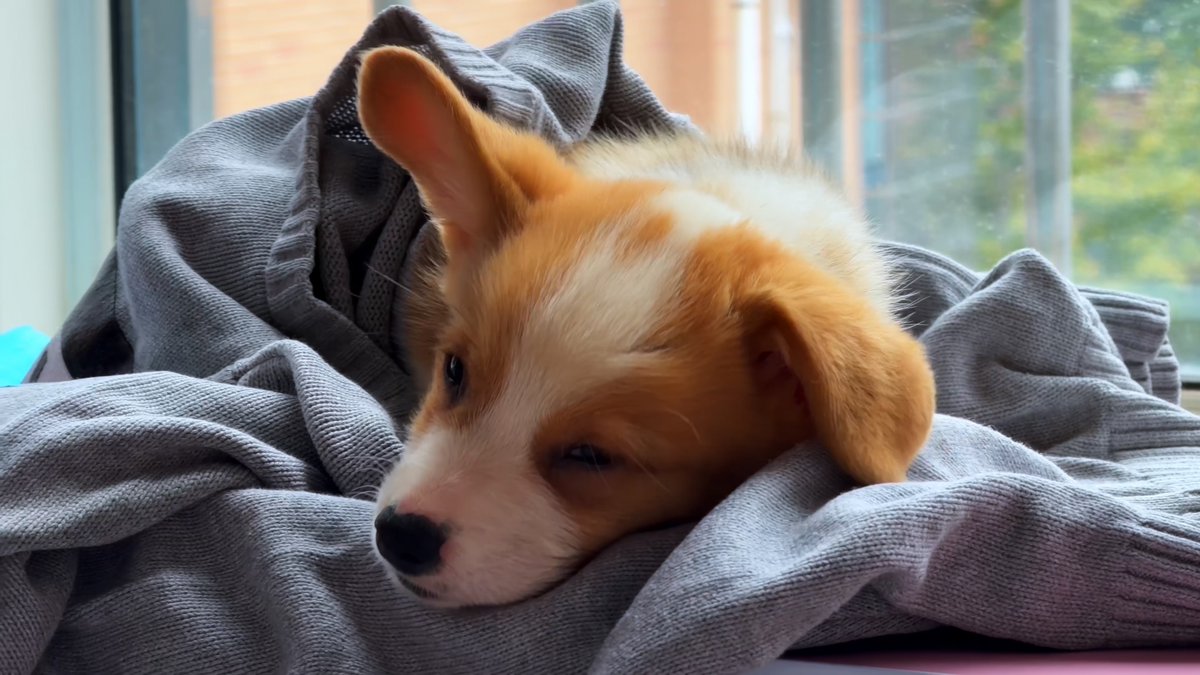 b_socong's tweet photo. My loyal pup’s been my constant mood lifter through every work grind today  No better therapy than their wagging tail when I log off! https://t.co/P8LHdbul9O