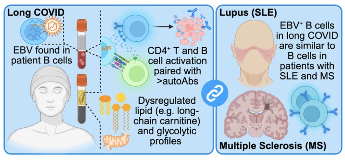 vipintukur's tweet photo. Could #EBV be one of the missing pieces of the #LongCOVID puzzle?
➡️ A fascinating study suggests that SARS-CoV-2 may leave behind metabolically reprogrammed EBV-positive B cells that become unusually stimulatory—activating neighbouring B cells and CD4⁺ T cells. 1/ https://t.co/QZ4JzdW3LC