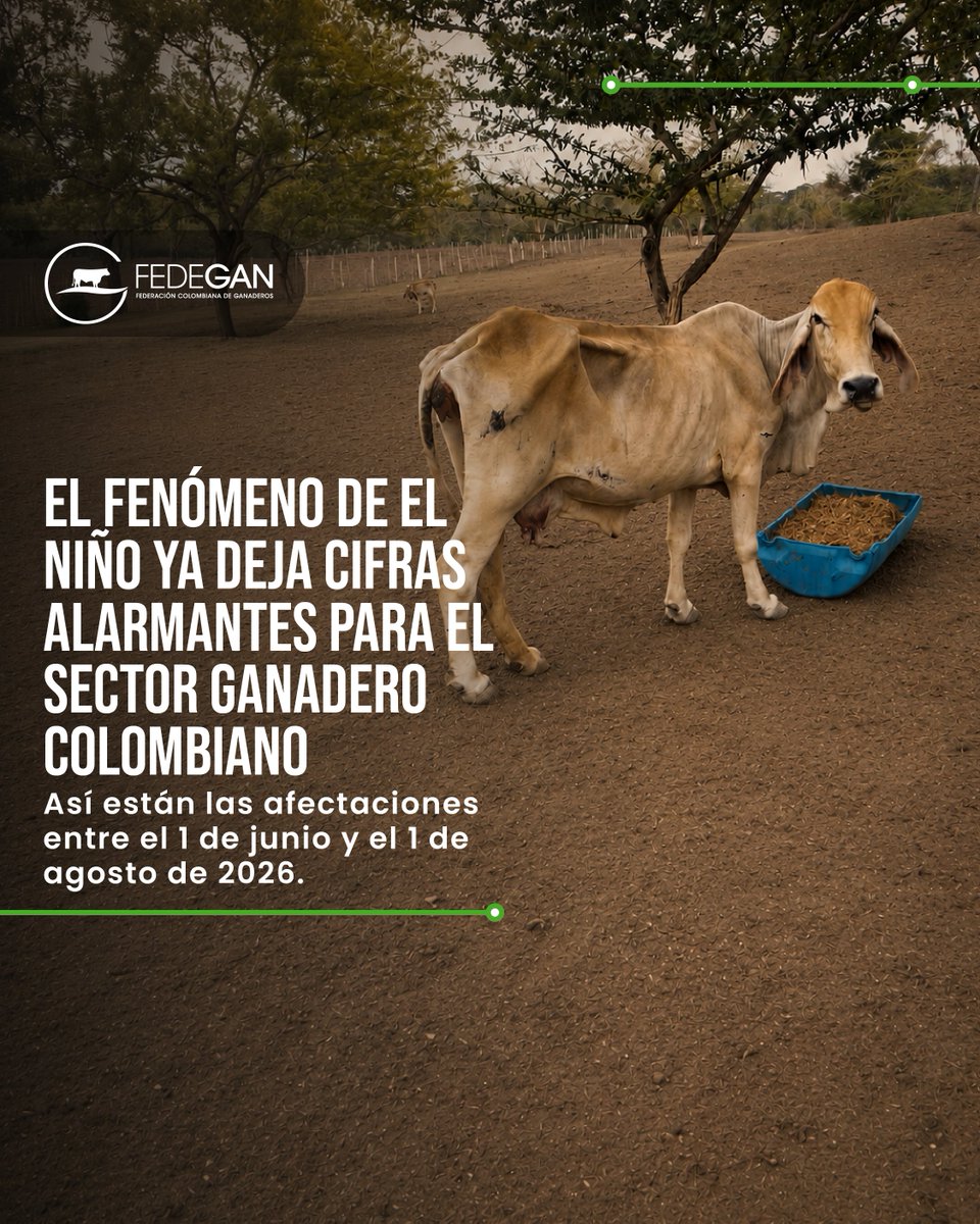 Fedegan's tweet photo. El fenómeno de El Niño ya deja sus primeros estragos en el sector ganadero colombiano. 🐄☀️

Las cifras, construidas a partir del trabajo de la Oficina de Planeación y Estudios Económicos de FEDEGÁN-FNG, nos ponen en alerta. Pero también nos dejan un mensaje: ganadero, todavía estamos a tiempo de prepararnos.

💧 Almacenar agua
🌱 Preparar y conservar forrajes
🐄 Manejar estratégicamente las pasturas

Un ganadero prevenido vale por dos. Y aún podemos tomar acciones para reducir el impacto de lo que viene.

#SOSGanadero @jflafaurie @OscarCubillosP