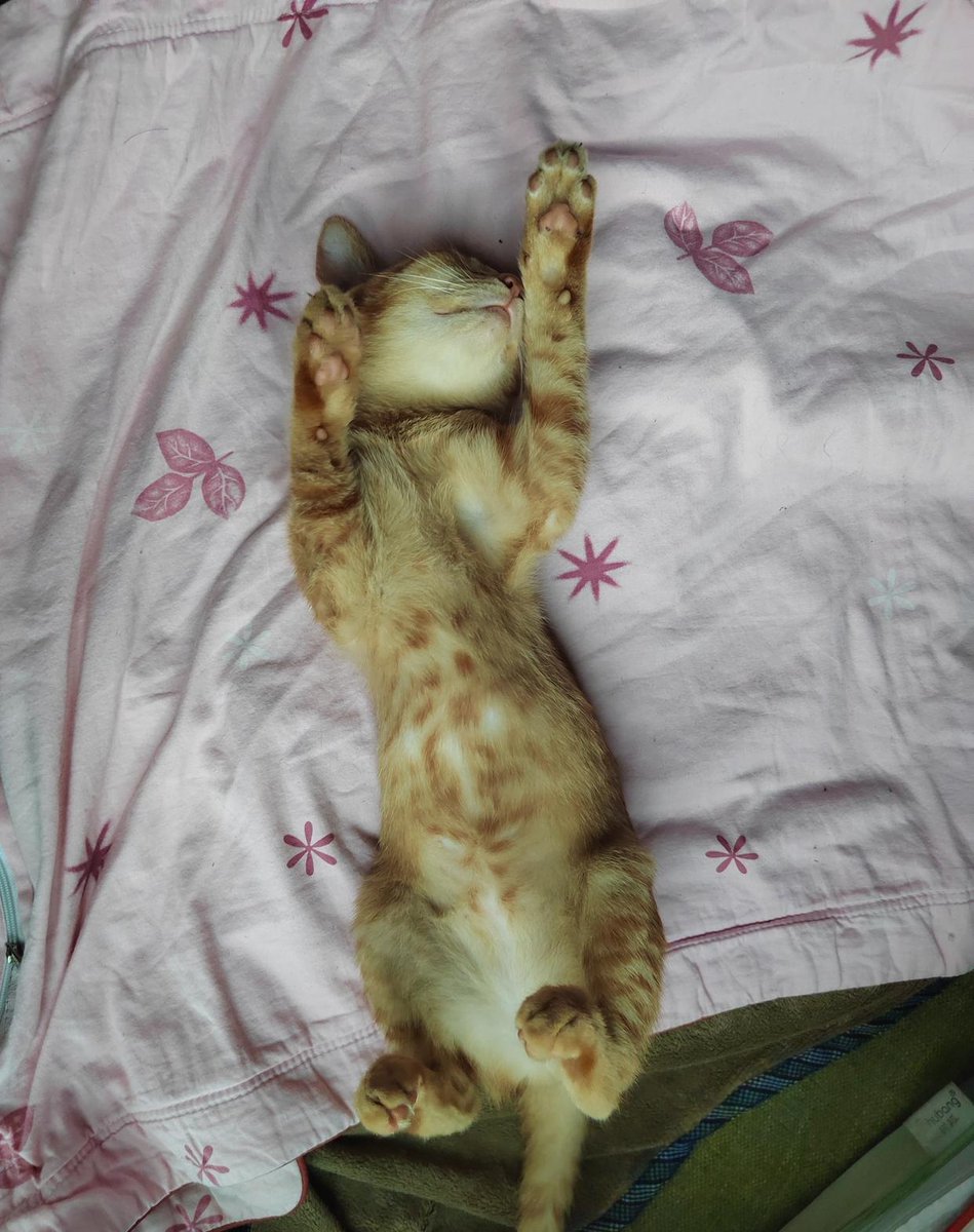 Andrieu25317605's tweet photo. Just found my messy cat napping on the clean laundry I folded 5 mins ago. Typical feline chaos https://t.co/uhNXWv6KjX