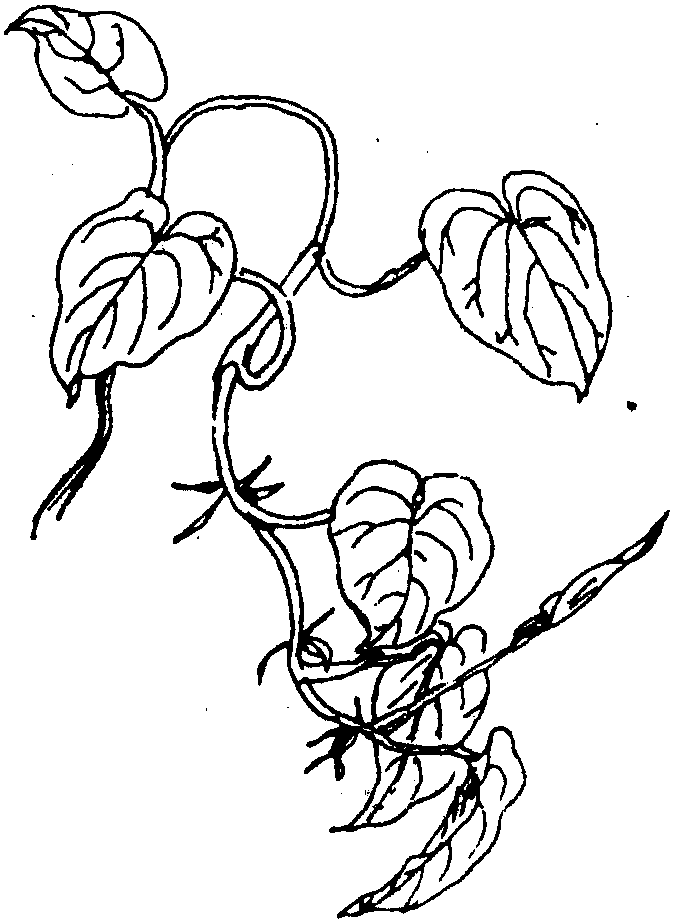 kanat_kural's tweet photo. Pro tip for your pothos: Wipe its leaves weekly with a damp cloth to remove dust and let more light in! It’ll thank you with lush, trailing vines https://t.co/sFbqJveYs8