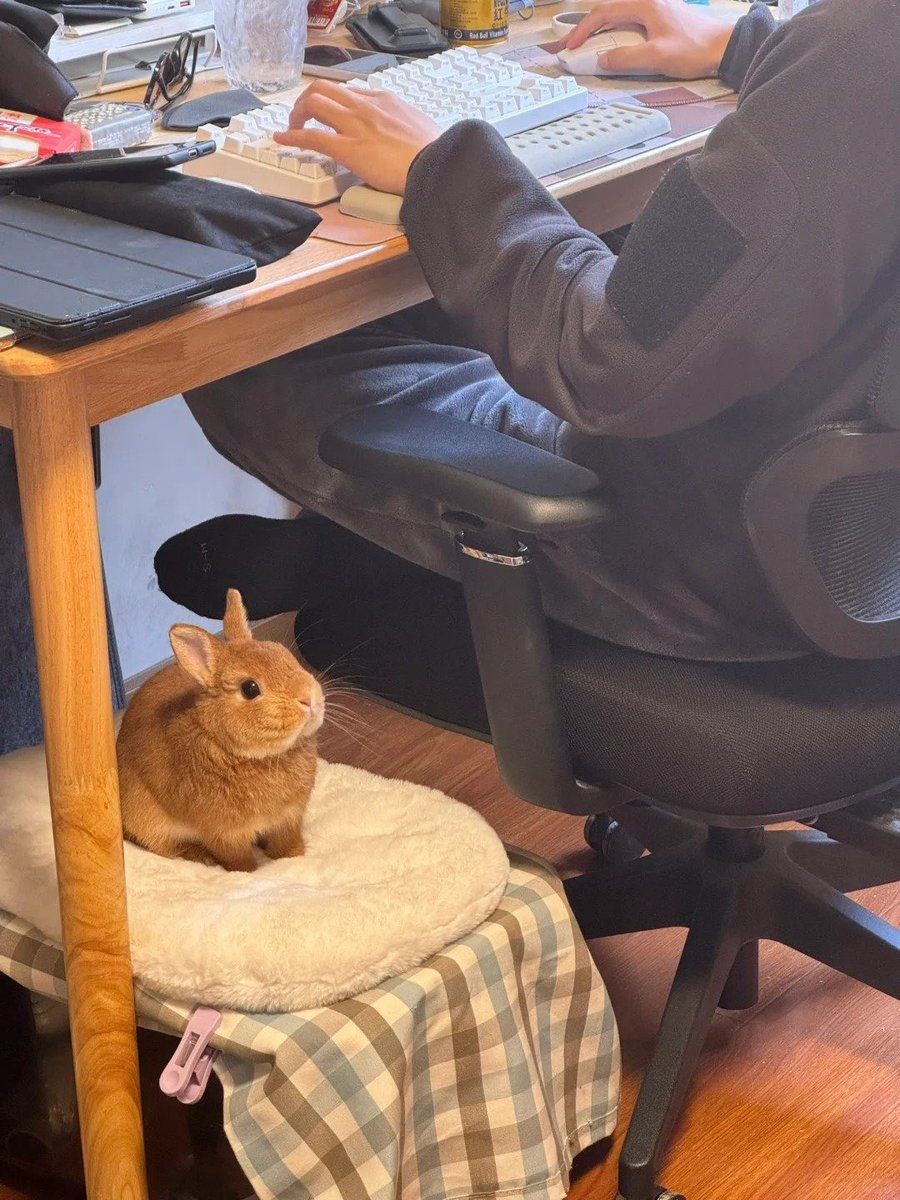 ShouldHaveRabit's tweet photo. Productivity: 0%. Cuteness: 100%. https://t.co/U0NrYVmmmx