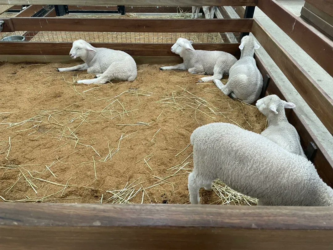 mayaabelle's tweet photo. Just wrapped up 30 mins of cozy farming in my indie game, grew some veggies and caught a cute rabbit! Perfect little break from work. https://t.co/kUP5tKBngd