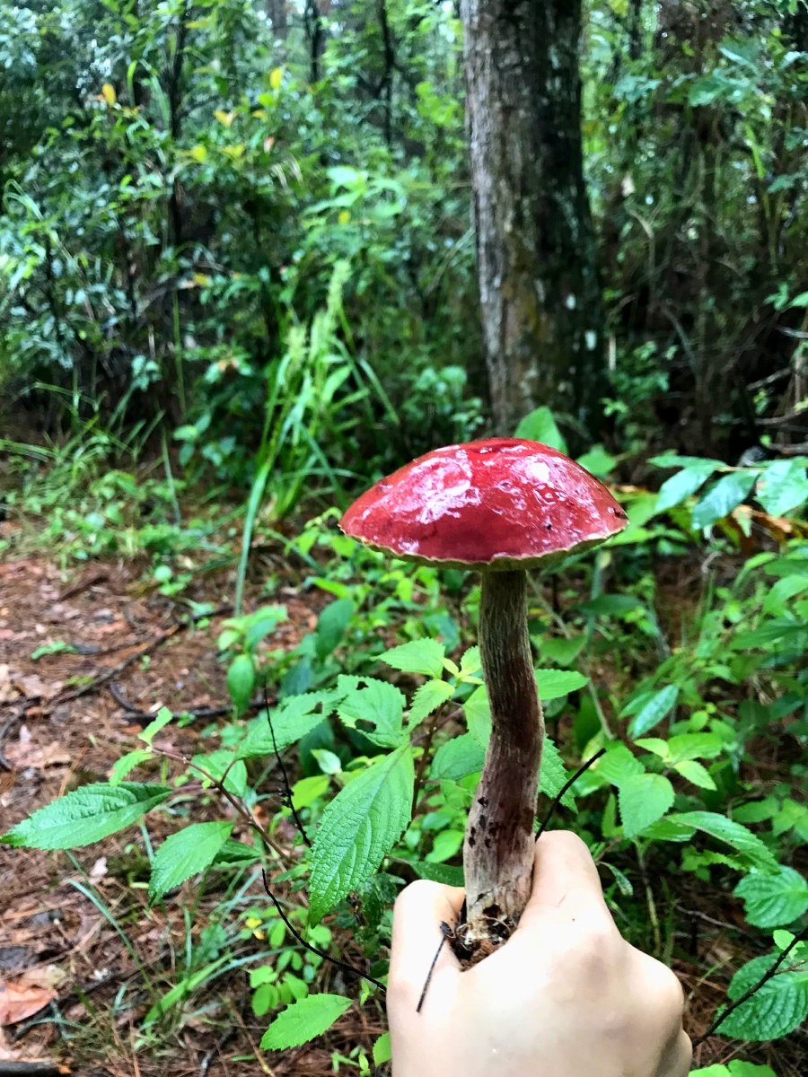 dalti_danjela's tweet photo. Just wrapped a 2-hour hike through the sun-dappled oak trails at our local nature reserve—lungs filled with fresh pine air and my camera roll full of tiny mushroom shots. Best midweek reset ever! https://t.co/swJsDDpgyu