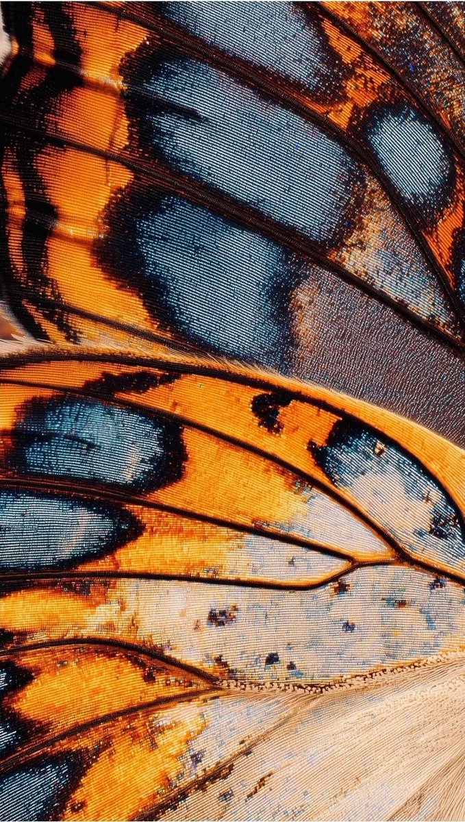 reminiscinbby's tweet photo. art details on butterfly wings https://t.co/OPRArhsnQx