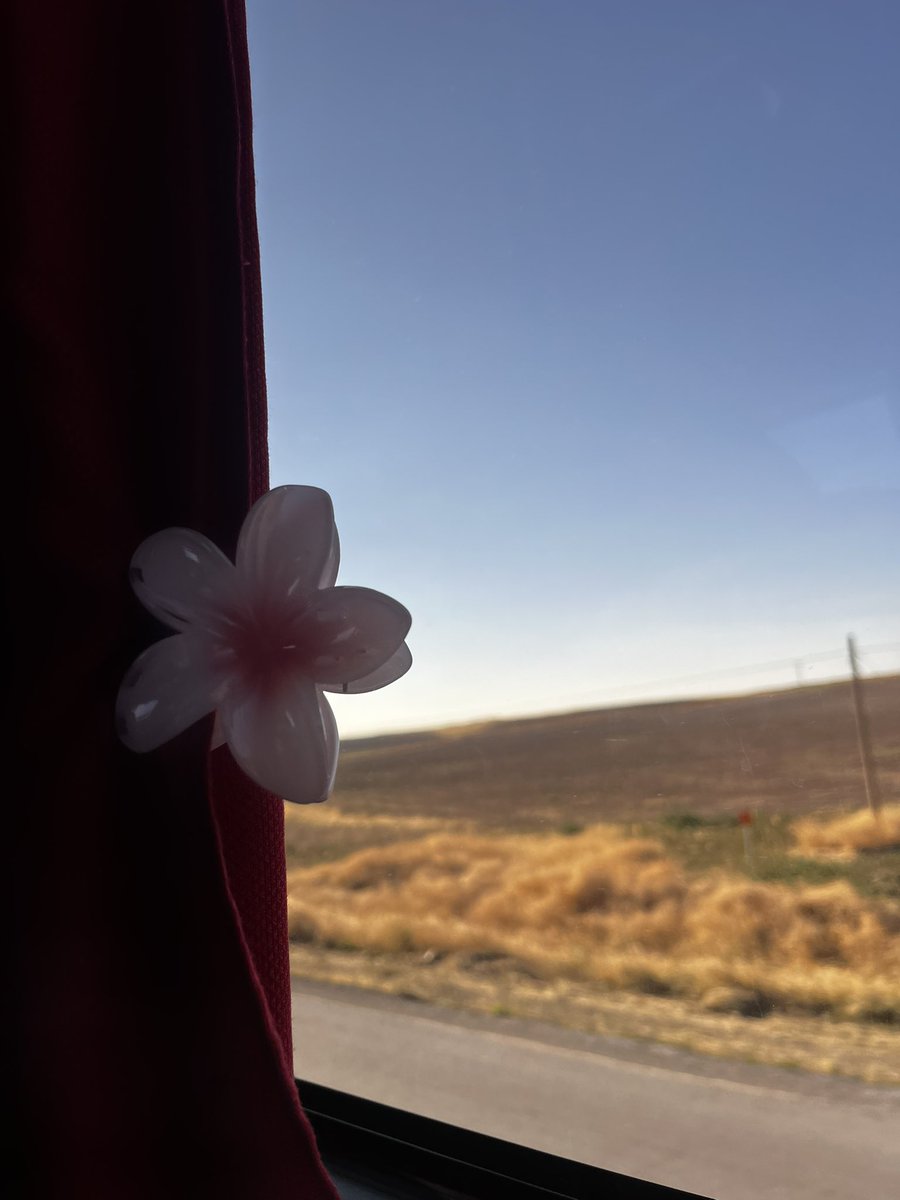 dogaurganc's tweet photo. Yolda gördüm, hoşuma gitti aldım. Küçük bir mutluluk işte. 🌸 https://t.co/FSylBhxxG9