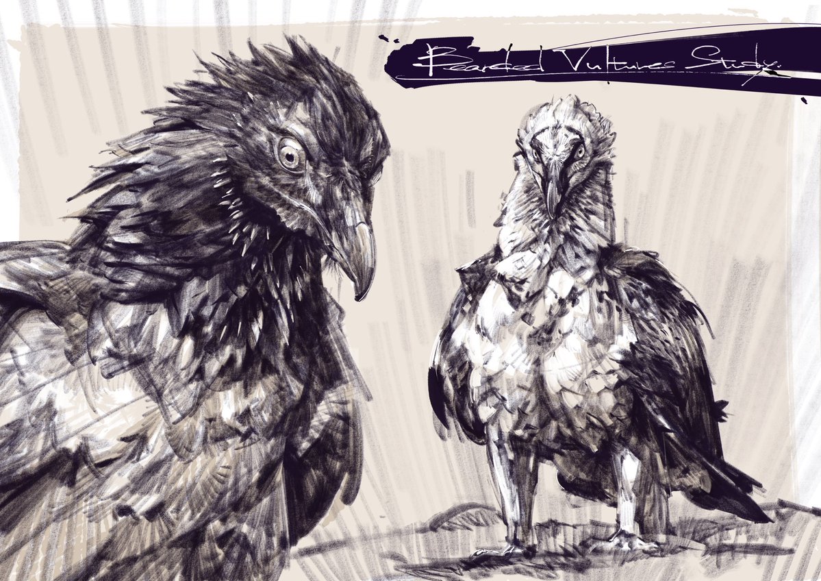 DRAGONizm's tweet photo. Bearded Vultures Study. https://t.co/WobDw2kApb