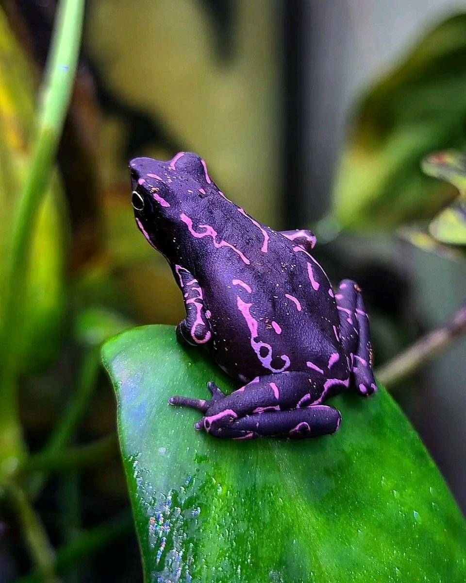 Hana_b30's tweet photo. The incredible colors on this purple harlequin toad.

📸 Nick Stacey https://t.co/uMvQmC7BO8