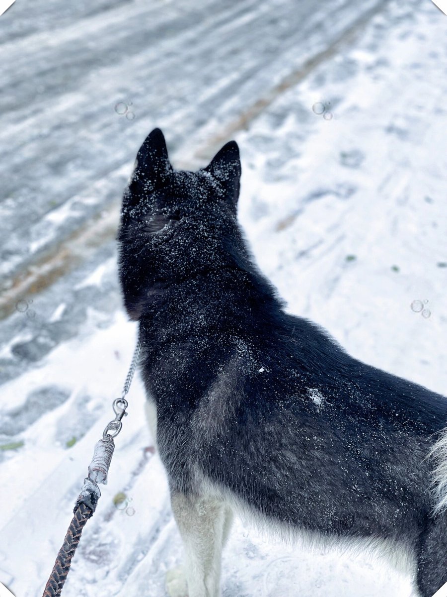UsignoloC's tweet photo. Little Mila’s first time catching a snowflake on her paw!  Watching this fluffball grow from a tiny squirming puppy to a winter-loving adventurer makes every late night worth it  #PetGrowthJourney https://t.co/gczwdkdeTd