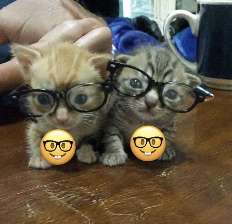 hardcatmemes's tweet photo. https://t.co/9NsjxzmMIH