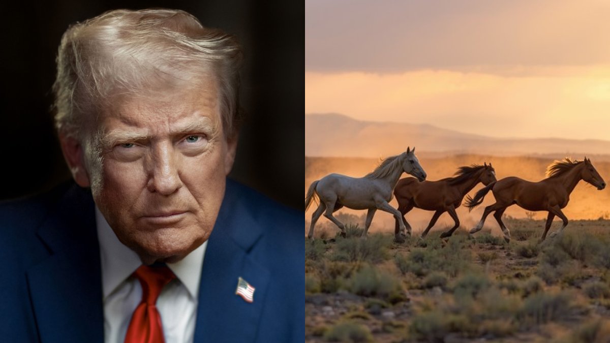 factpostnews's tweet photo. The Trump administration is rounding up thousands of wild horses on public lands and selling them off to slaughterhouses abroad. https://t.co/HmButlgonC