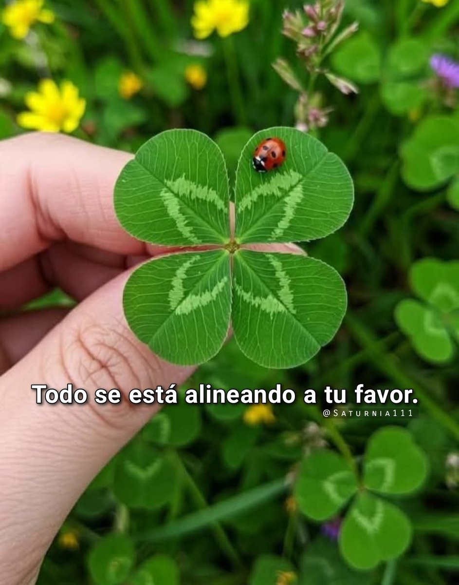 Saturnia111's tweet photo. 🍀🐞✨️ https://t.co/K9y8E4I8DU